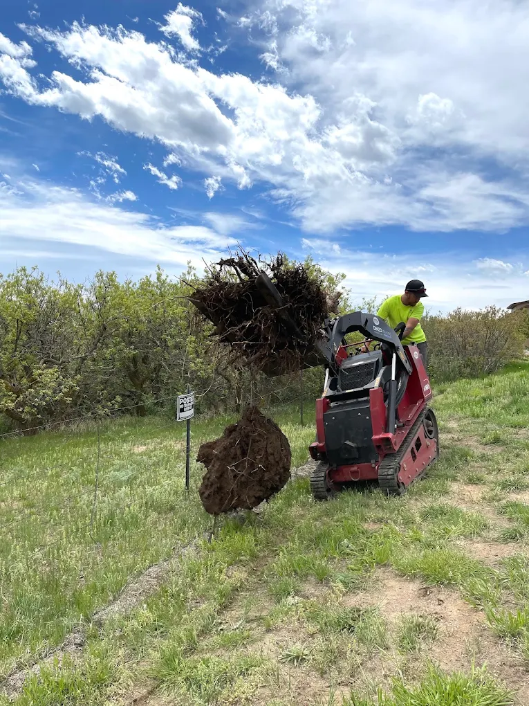 A Flemings Tree Care operator lifting a tree root ball with a compact track loader